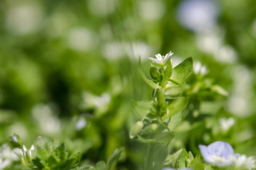 Obraz premium Blue and white spring flowers