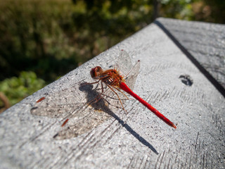 Close-up of a Red-veined darter (Sympetrum fonscolombii)