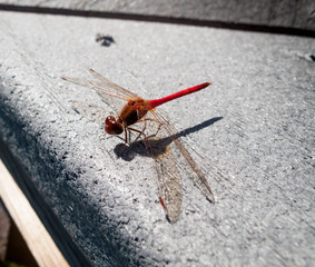 Close-up of a Red-veined darter (Sympetrum fonscolombii)