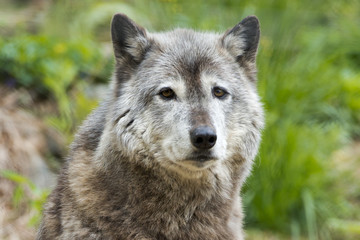Loup gris en vous regardant