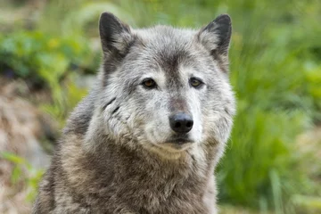 Papier Peint photo Lavable Loup Loup gris en vous regardant