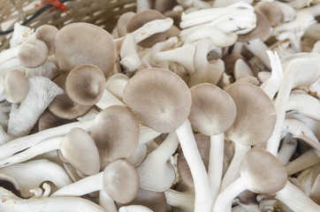 Mushrooms, fresh from the farm is used for cooking.