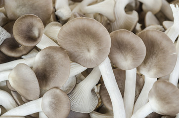 Mushrooms, fresh from the farm is used for cooking.