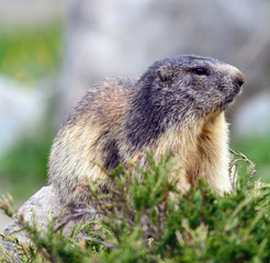 Marmotta alpina