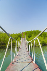 Wooden bridge leading to tropical mangrove forest.