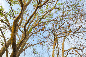 Green tree canopy background.
