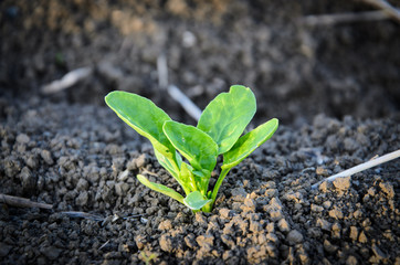Green cultivated soy plant close up