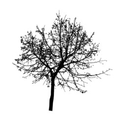 Fototapeta na wymiar Tree Silhouette Isolated on White Backgorund. Vecrtor Illustrati