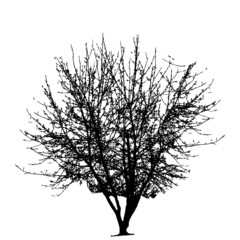 Tree Silhouette Isolated on White Backgorund. Vecrtor Illustrati