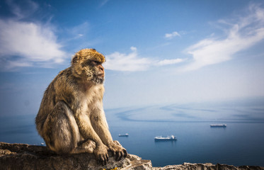 Monkey in Gibraltar