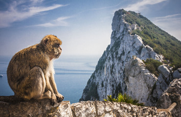 Monkey in Gibraltar - obrazy, fototapety, plakaty