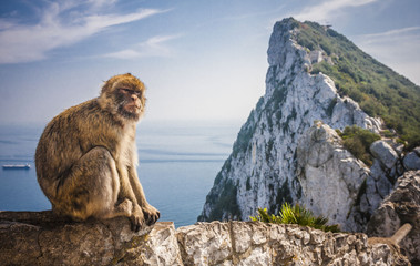 Monkey in Gibraltar - obrazy, fototapety, plakaty