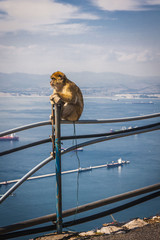 Monkey in Gibraltar