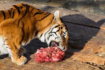 Obraz premium Tiger eat raw meat