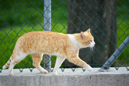 gato naranja caminando por un muro