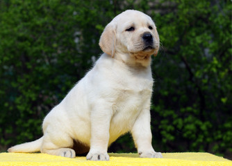 labrador puppy on yellow background