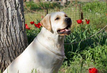 yellow labrador in spring