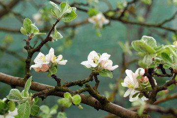 apple blossoms in spring