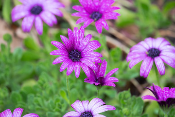 Fototapeta premium purple daisy