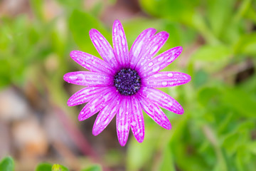 purple daisy