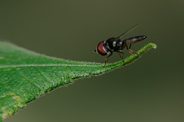 Sirfido - (Syrphidae)