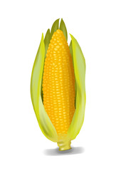 Simple, realistic yellow corn illustration, front view.