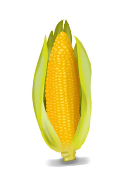 Simple, realistic yellow corn illustration, front view.