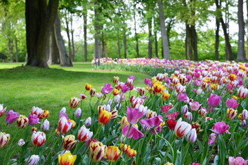 Tulips color