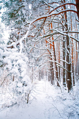 Pine forest covered with snow