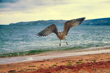 Seagull flying over the coast