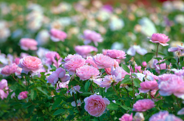 Rose plantation