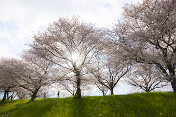 Fototapeta na wymiar 桜の並木