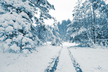 Fototapeta na wymiar Snowy-covered road in winter wood