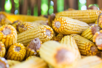 Yellow ripe corn collected in autumn © Lunja