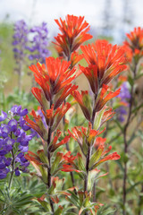 Red Indian Paintbrush Wildflowers Closeup - 64691169