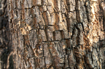 Old wood bark of the tree