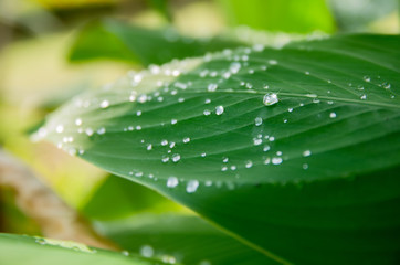 Water drop on the leaf