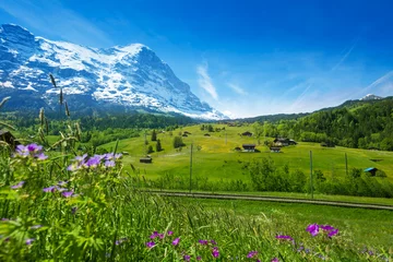 Poster Blooming flowers with beautiful Swiss landscape © Sergey Novikov