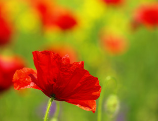 poppies blooming in the wild meadow