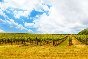 Fototapeta na wymiar Vineyards in Tuscany Italy