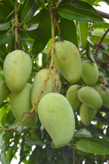 Mango on tree