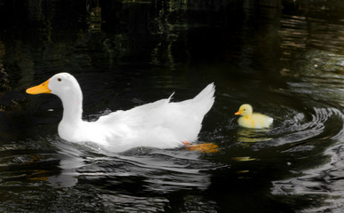Duck family in a lake, Xochimilco, Mexico City, Mexico