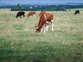 Cows grazing in field