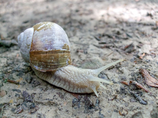 Close-up of a snail on the beach