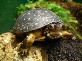 Close-up of a Tortoise in aquarium
