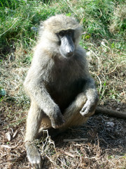 Close-up of a monkey