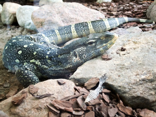 Close-up of a lizard