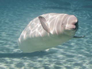 Naklejka premium Beluga whale (Delphinapterus leucas) in an aquarium