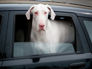 Great Dane peeking through a window of a car