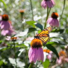 Butterfly hovering on Echinacea flower, Tobermory, Ontario, Cana